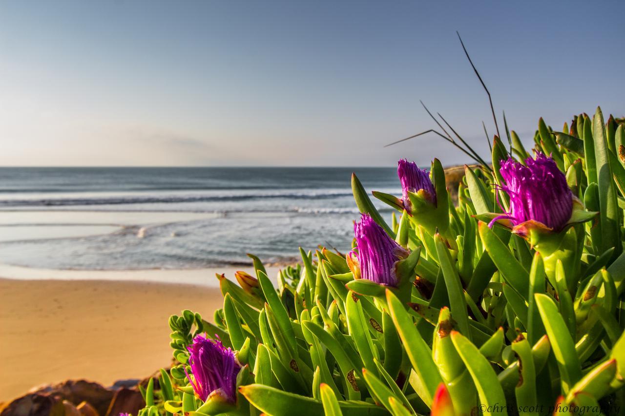 Milkwood Country Cottage St Francis Bay Luaran gambar